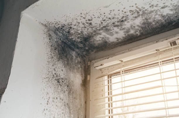 Affordable Mold Cleanup solutions in Ho-Ho-Kus, NJ